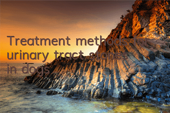 TTreatment methods for urinary tract stones in dogs