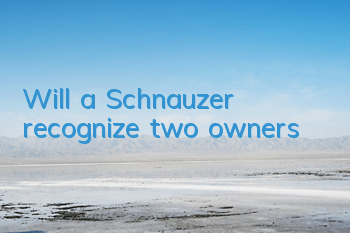 TWill a Schnauzer recognize two owners?