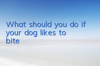 TWhat should you do if your dog likes to bite?
