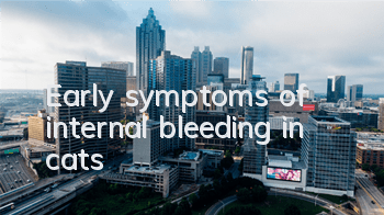 TEarly symptoms of internal bleeding in cats