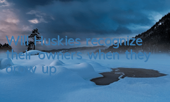 Will Huskies recognize their owners when they grow up?