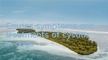 TCauses, symptoms and treatments of cystitis in dogs