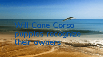 Will Cane Corso puppies recognize their owners?
