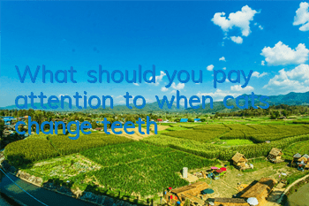 TWhat should you pay attention to when cats change teeth?