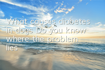 TWhat causes diabetes in dogs? Do you know where the problem lies?