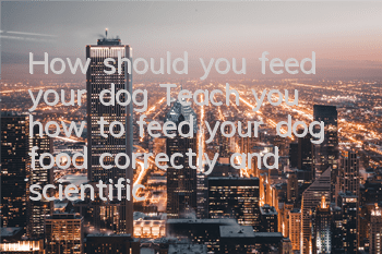 How should you feed your dog? Teach you how to feed your dog food correctly and scientifically