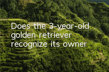 Does the 3-year-old golden retriever recognize its owner?