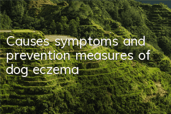 TCauses, symptoms and prevention measures of dog eczema