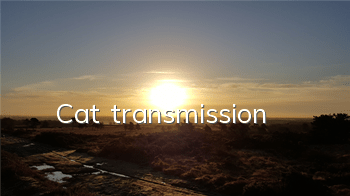 Cat transmission