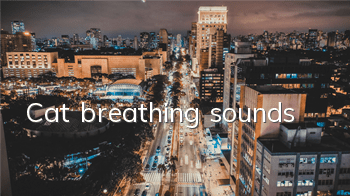 Cat breathing sounds