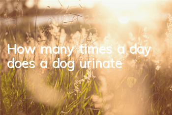 How many times a day does a dog urinate?