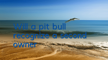 Will a pit bull recognize a second owner?