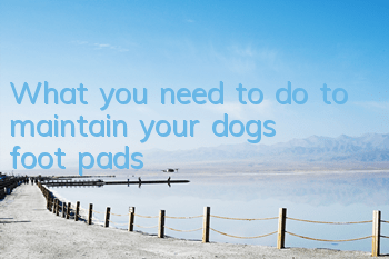 What you need to do to maintain your dog’s foot pads