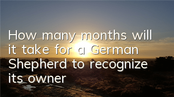 How many months will it take for a German Shepherd to recognize its owner?