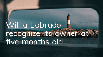 Will a Labrador recognize its owner at five months old?