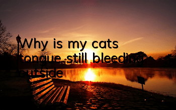 Why is my cat’s tongue still bleeding outside?