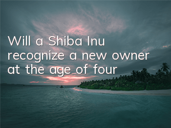 Will a Shiba Inu recognize a new owner at the age of four?