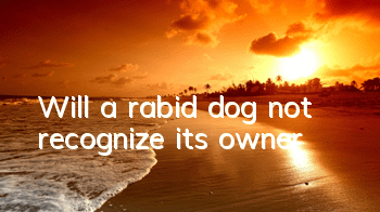 Will a rabid dog not recognize its owner?