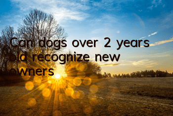 Can dogs over 2 years old recognize new owners?