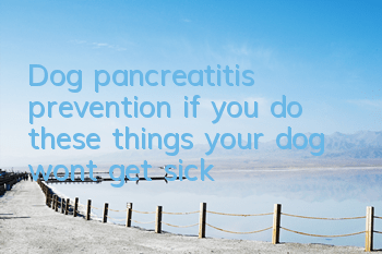 Dog pancreatitis prevention: if you do these things, your dog won’t get sick