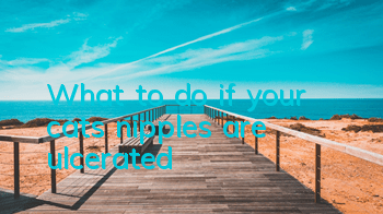 What to do if your cat’s nipples are ulcerated