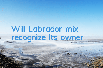 Will Labrador mix recognize its owner?