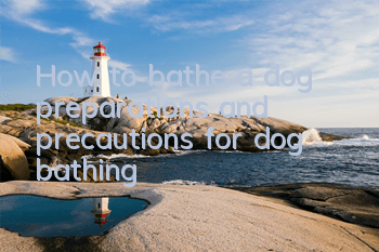 How to bathe a dog, preparations and precautions for dog bathing!