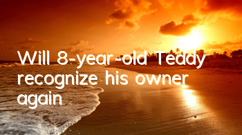 Will 8-year-old Teddy recognize his owner again?