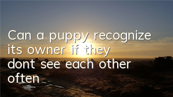 Can a puppy recognize its owner if they don’t see each other often?