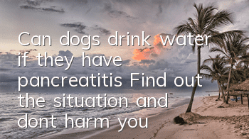 Can dogs drink water if they have pancreatitis? Find out the situation and don’t harm your dog