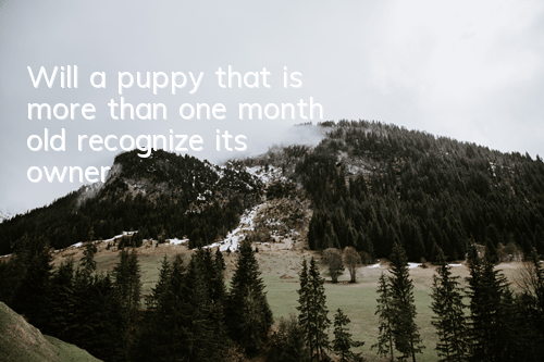 Will a puppy that is more than one month old recognize its owner?
