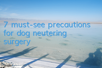 T7 must-see precautions for dog neutering surgery