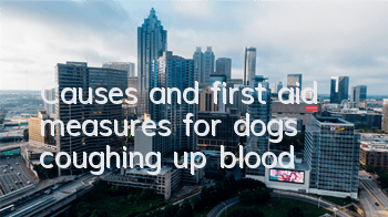 TCauses and first aid measures for dogs coughing up blood