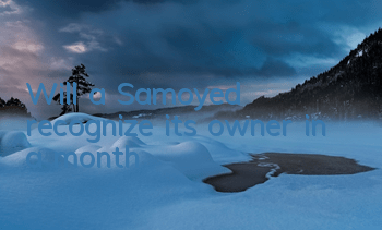 Will a Samoyed recognize its owner in a month?