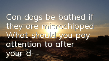 Can dogs be bathed if they are microchipped? What should you pay attention to after your dog is microchipped?