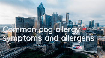Common dog allergy symptoms and allergens