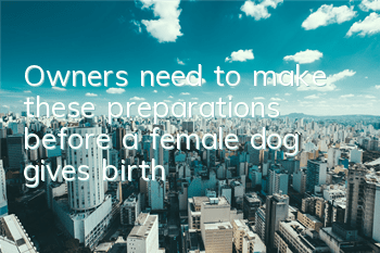 Owners need to make these preparations before a female dog gives birth