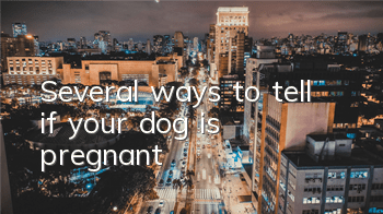 Several ways to tell if your dog is pregnant