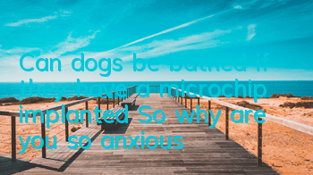 Can dogs be bathed if they have a microchip implanted? So why are you so anxious?