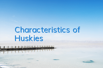 Characteristics of Huskies