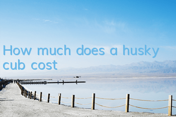 THow much does a husky cub cost?