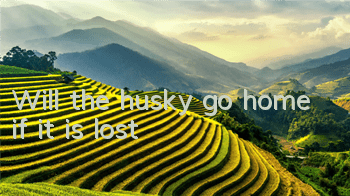 Will the husky go home if it is lost?