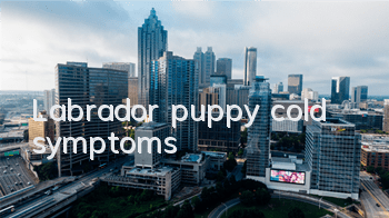 Labrador puppy cold symptoms