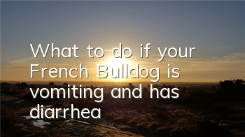 What to do if your French Bulldog is vomiting and has diarrhea