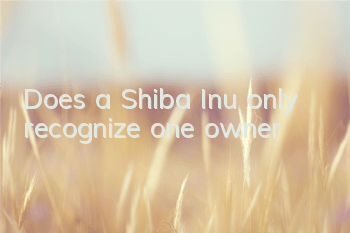 Does a Shiba Inu only recognize one owner?