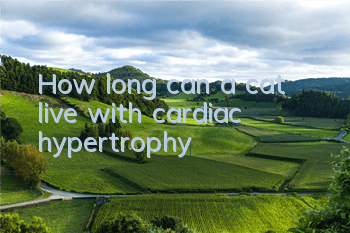 How long can a cat live with cardiac hypertrophy?