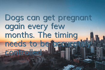 TDogs can get pregnant again every few months. The timing needs to be accurately controlled.