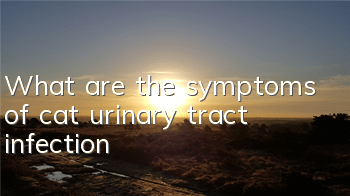 TWhat are the symptoms of cat urinary tract infection?