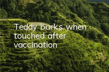 Teddy barks when touched after vaccination
