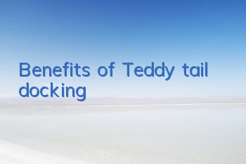 Benefits of Teddy tail docking